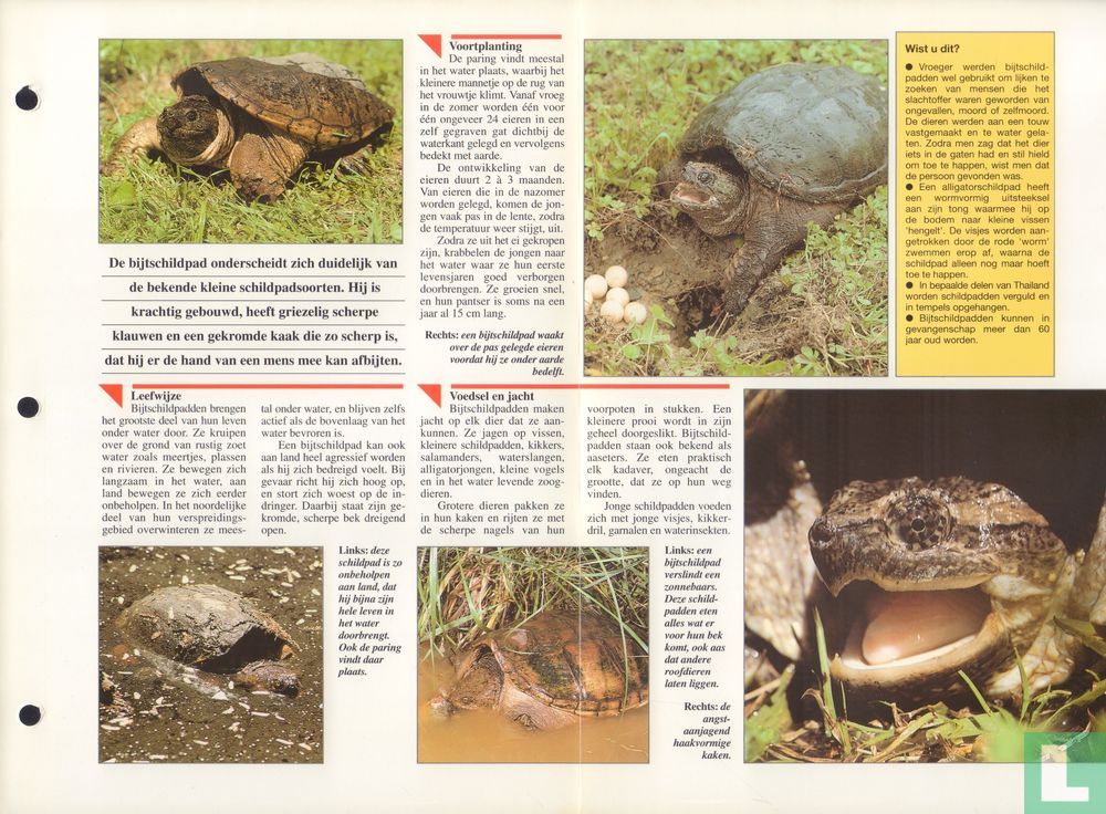 Bijtschildpad
