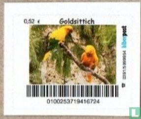 Conure dorée