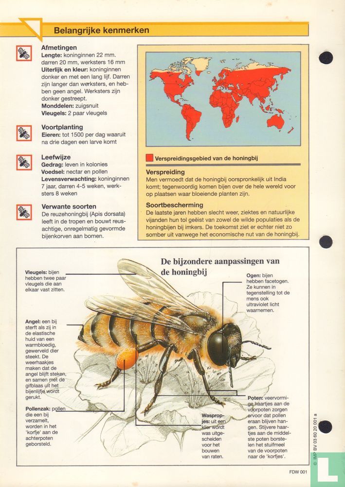 Honingbij