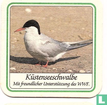 Küstenseeschwalbe