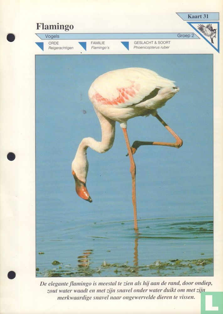 Flamingo