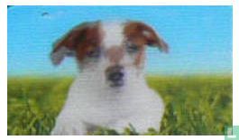 Jack Russel