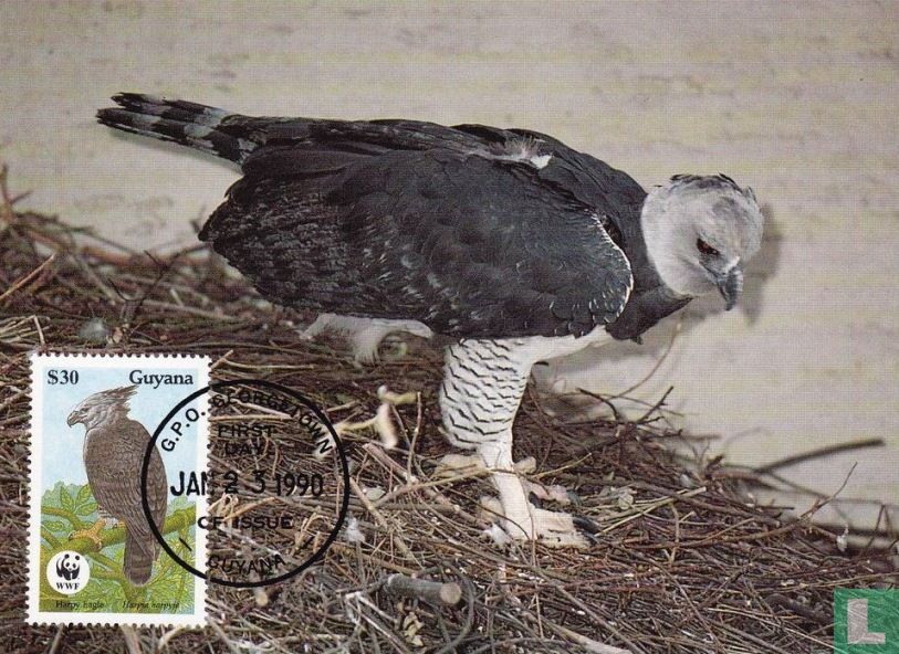 Aigle harpie