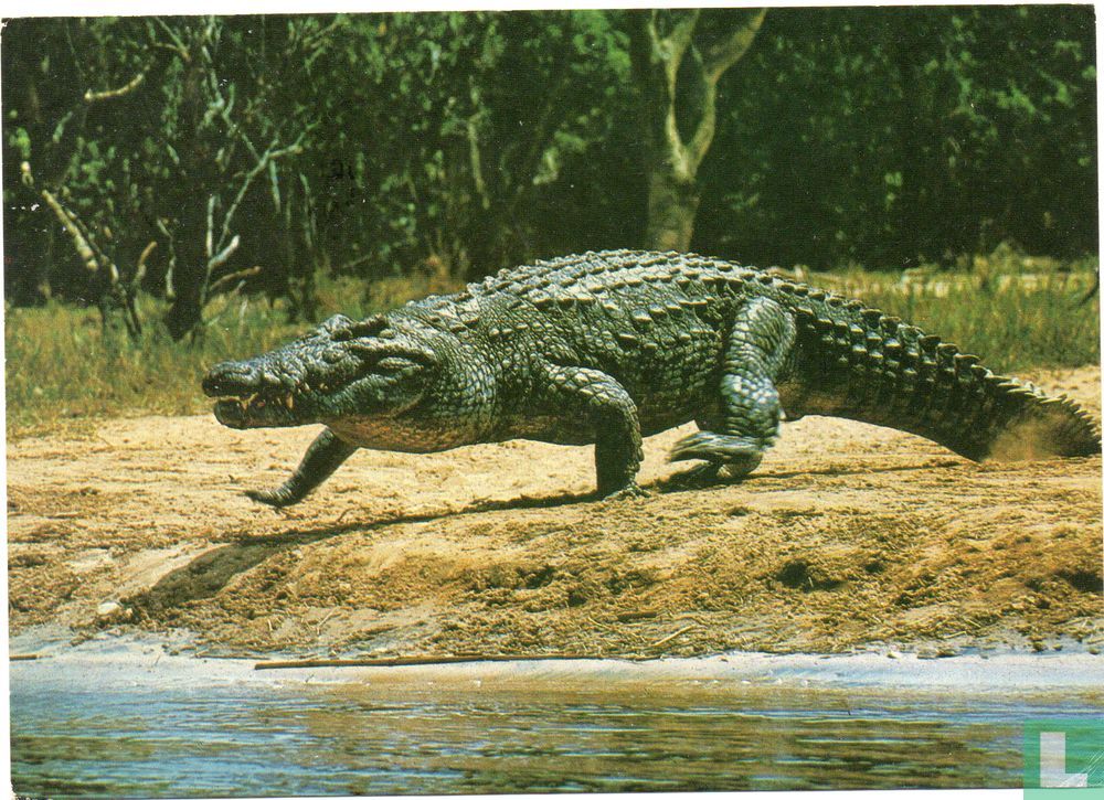 Alligator