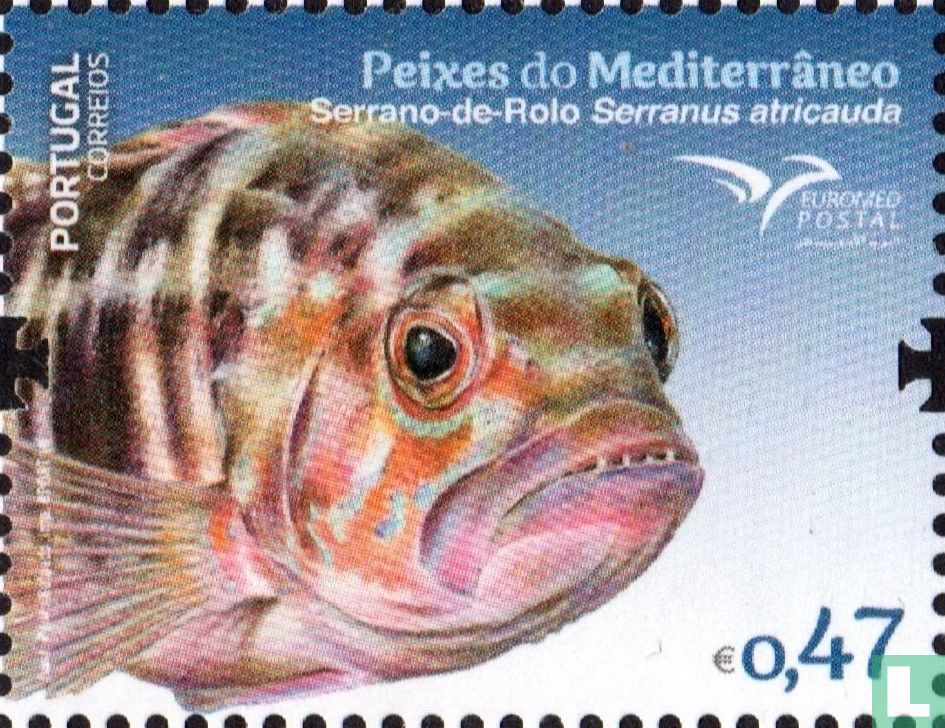 Vissen Van De Middellandse Zee