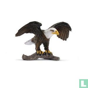 Weißkopfseeadler 