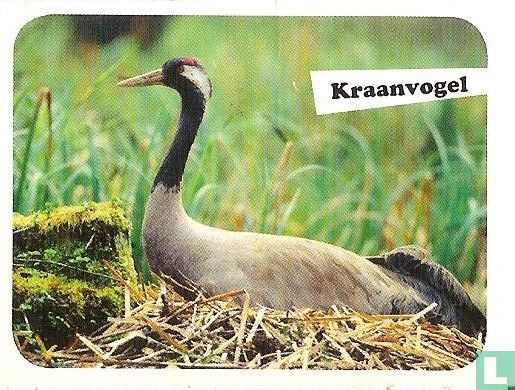 Kraanvogel