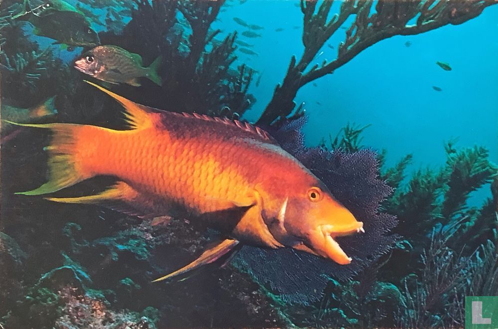 Spanish hogfish