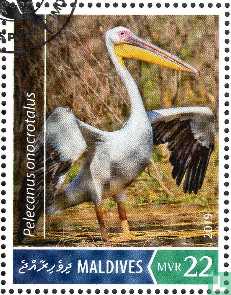 Pelicans
