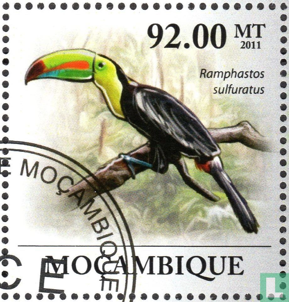 Toucan