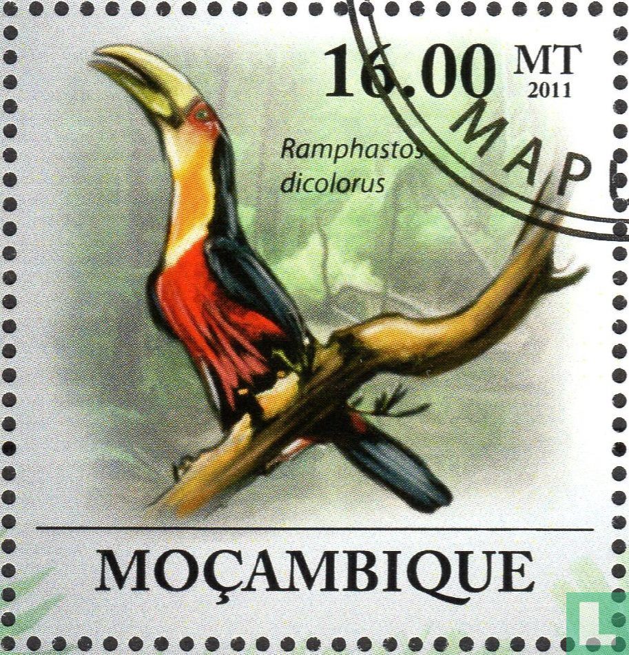 Toucan