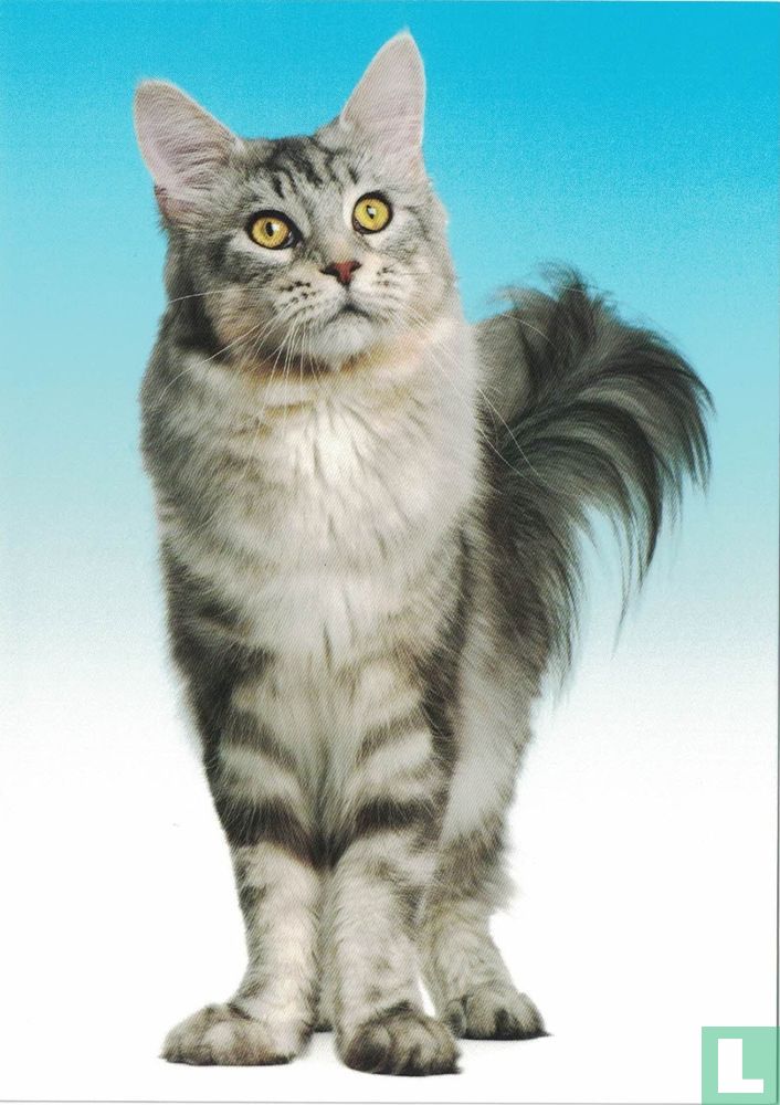 Grijze kat