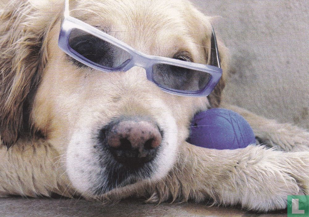 Hond met bril