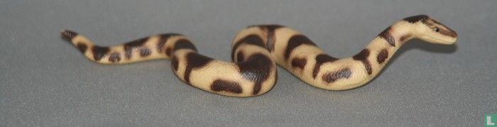 Boa Constrictor