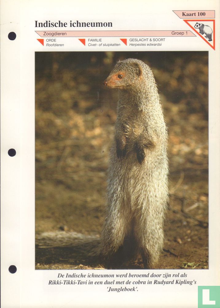 Indische ichneumon