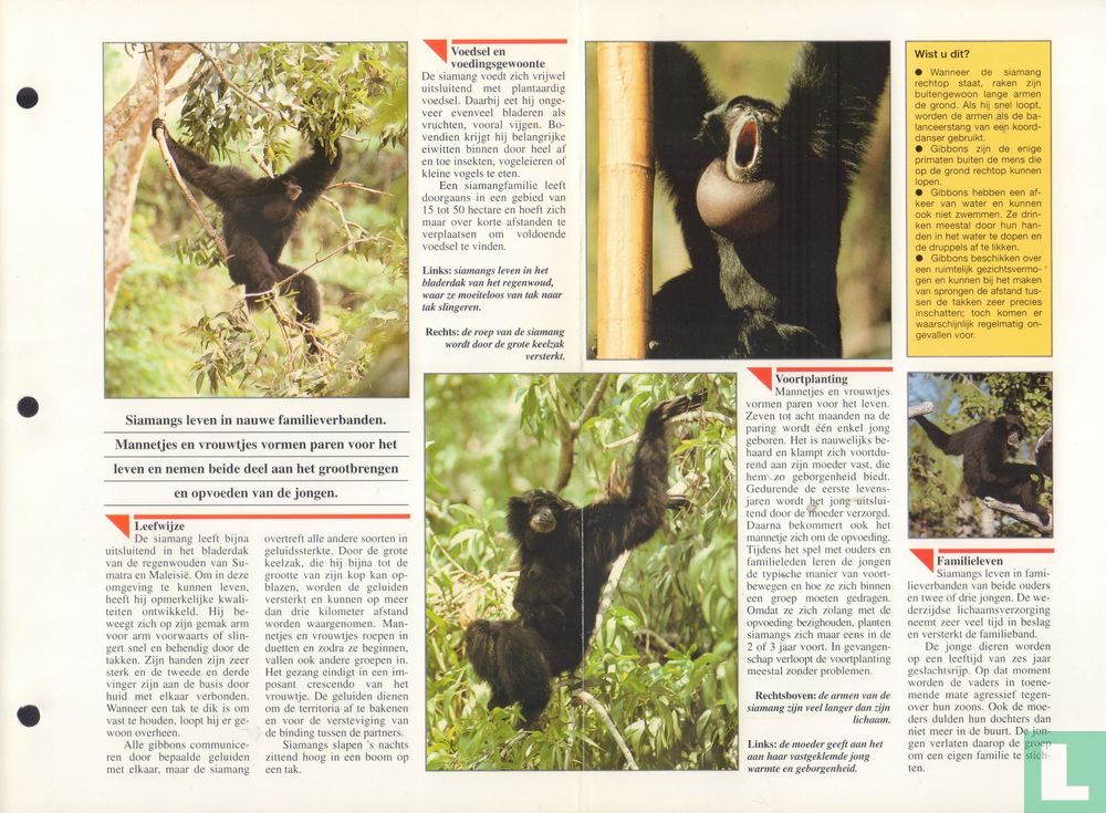 Siamang