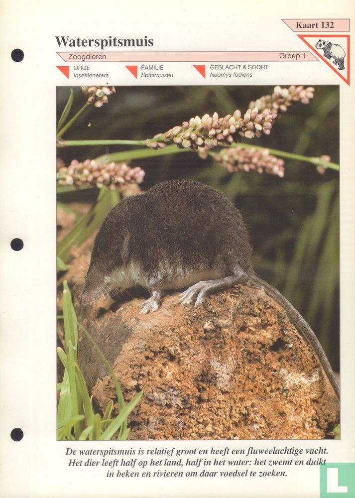 Waterspitsmuis
