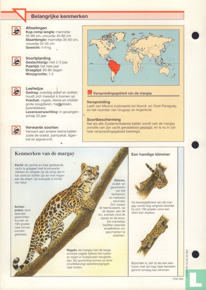 Margay