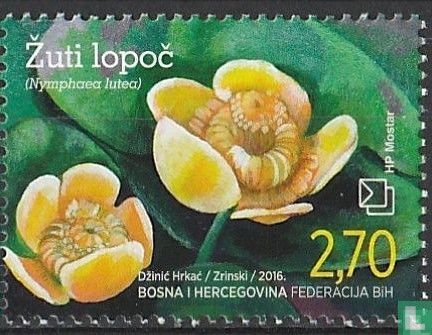 Gelbe Teichrose