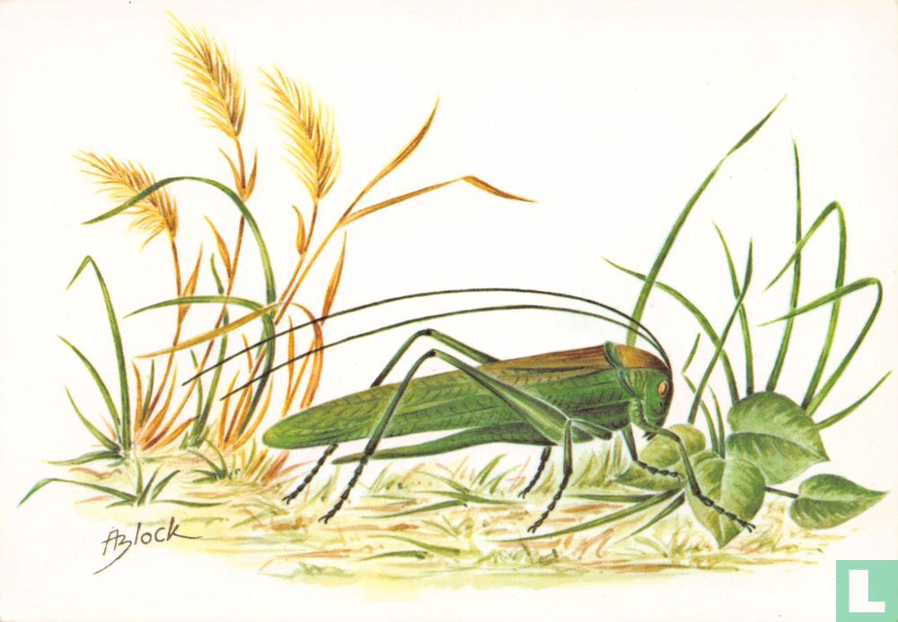 Grote groene sabelsprinkhaan