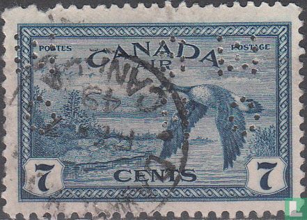 Canadese gans