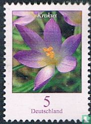 Crocus