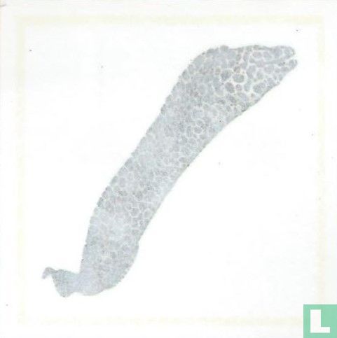 Luipaard-murene