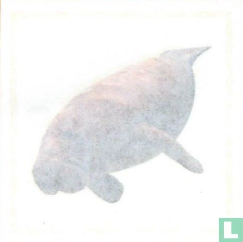 Zeekoe