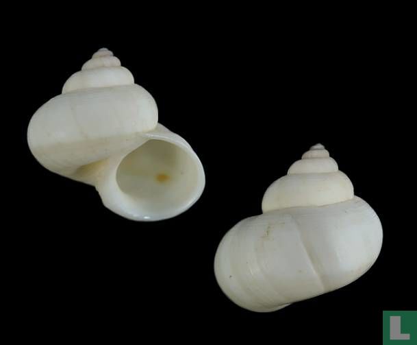 Tropidophora microchasma