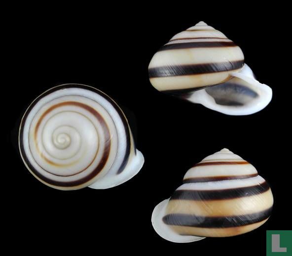 Papuina novoguineensis