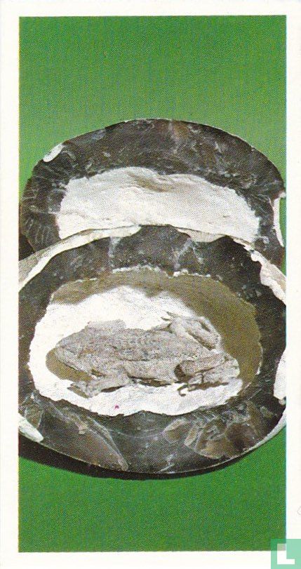 Toad in the Hole
