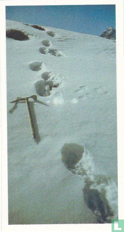 The Yetis