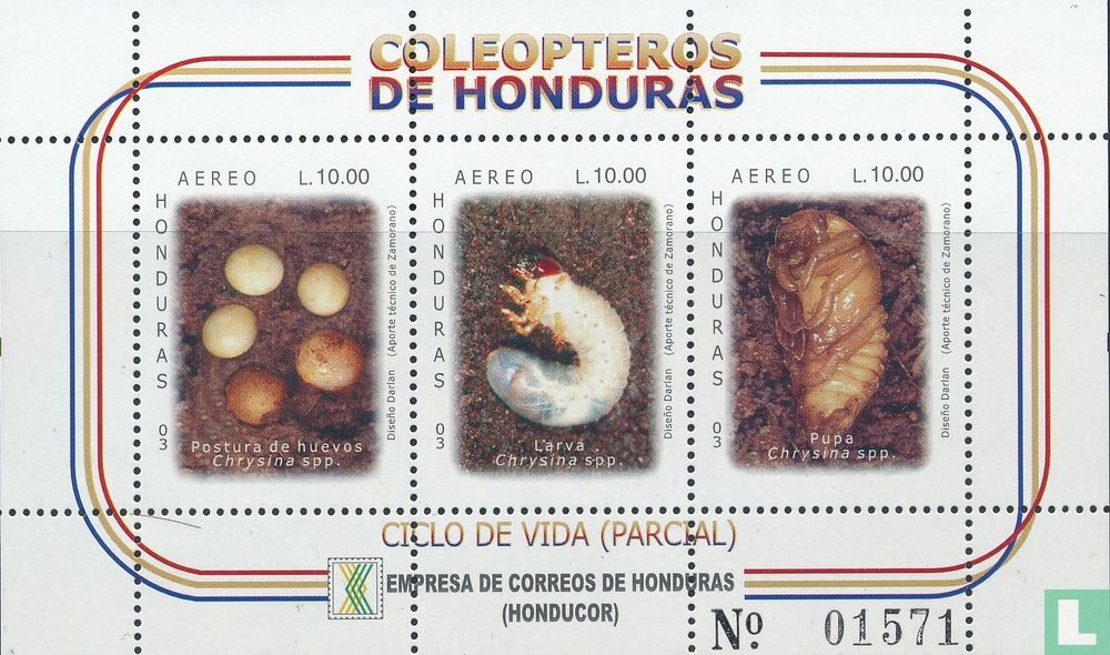 Insectes indigènes