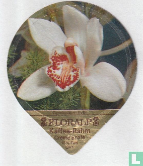 Cymbidium hybr.