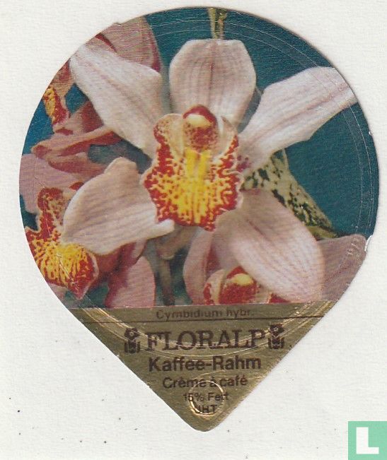 Cymbidium hybr.