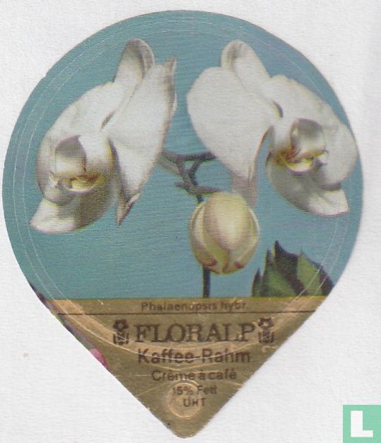 Phalaenopsis hybr.