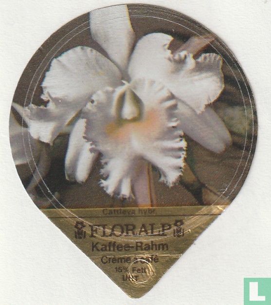 Cattleya hybr.