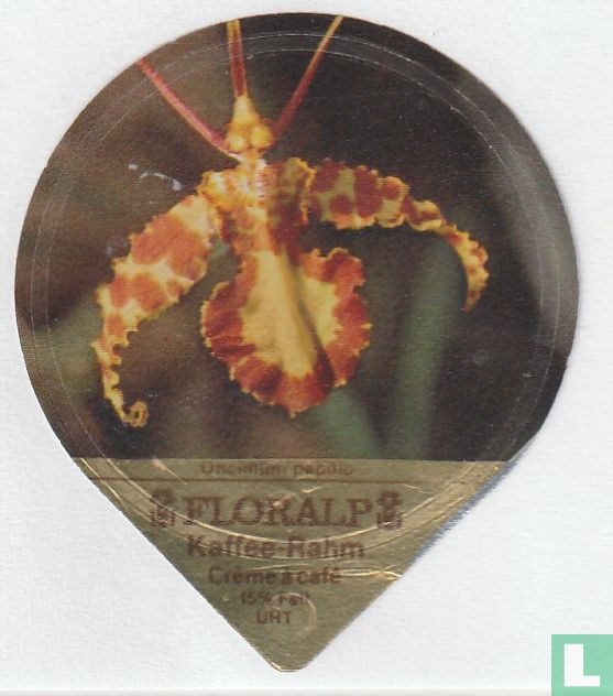 Oncidium papilio