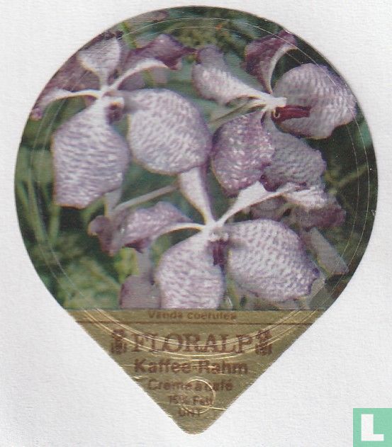 Vanda coerulea