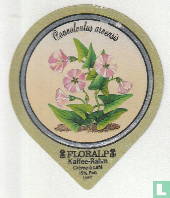 Convolvulus arvensis