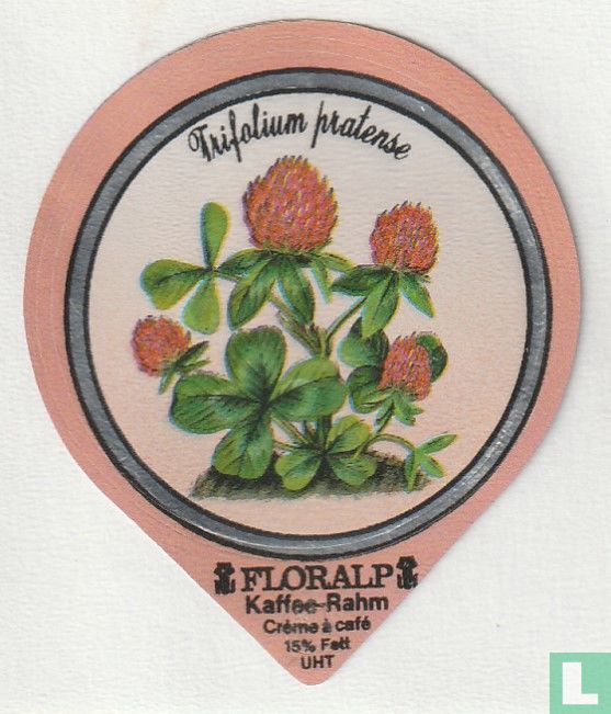 Trifolium pratense