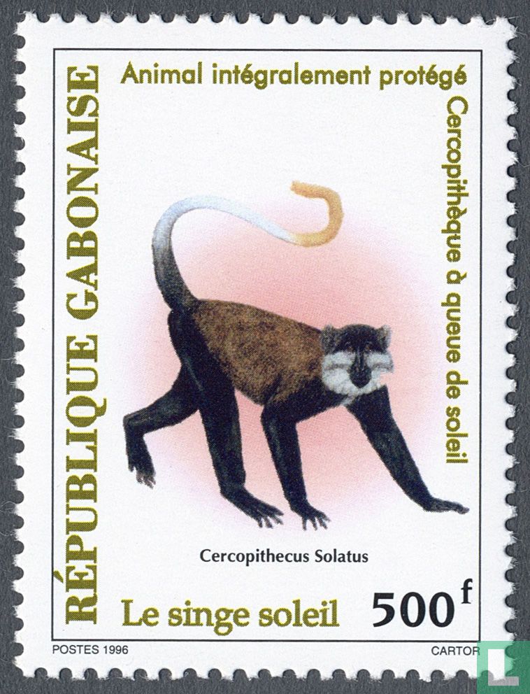 Gabonese monkey