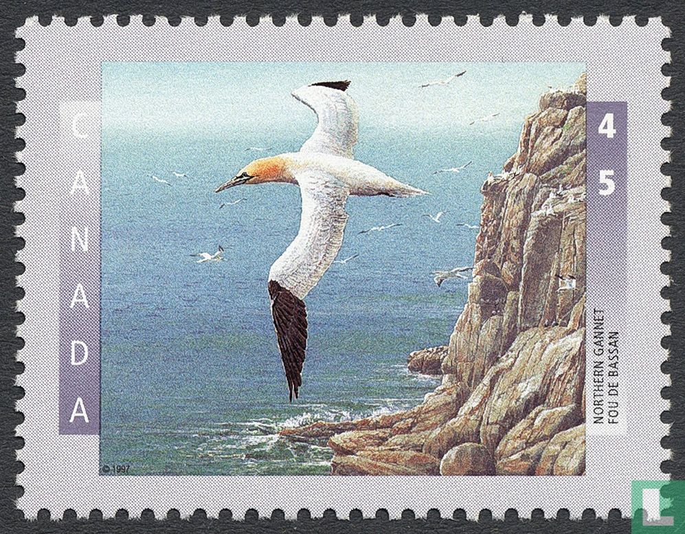 Northern Gannet