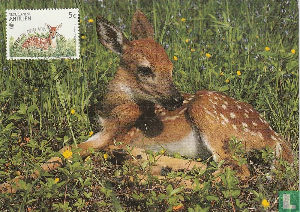 Cerf de Virginie