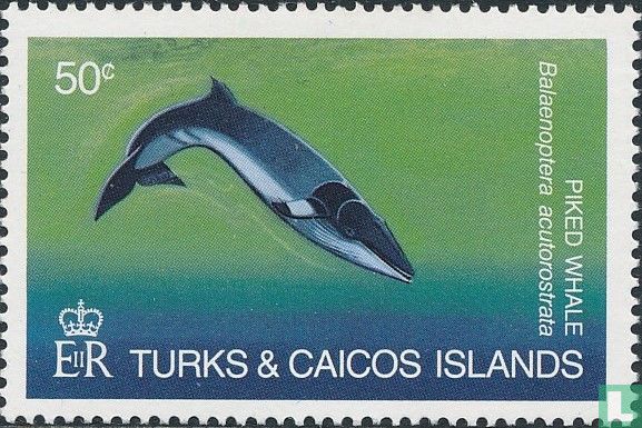 Baleines