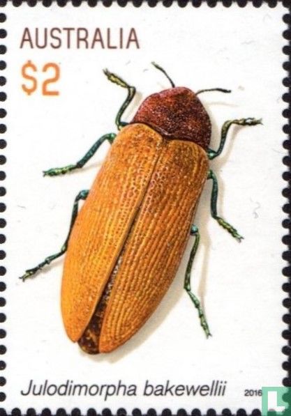 Beautiful beetles