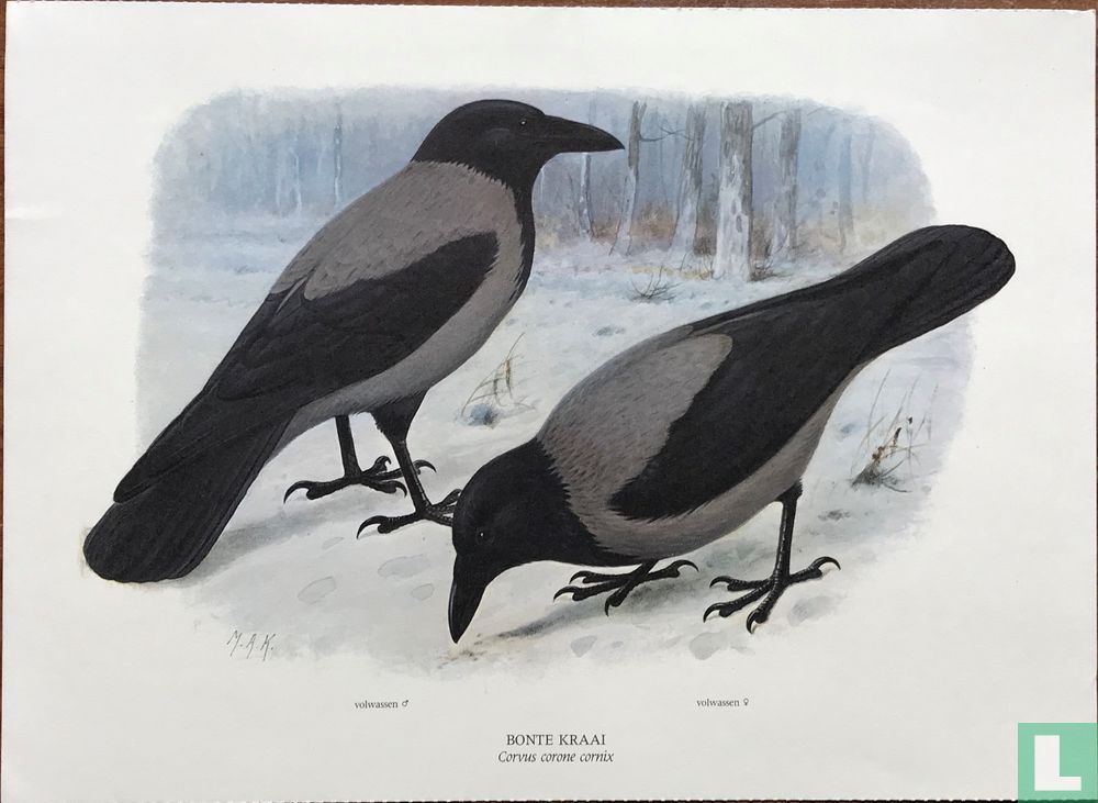 Bonte kraai