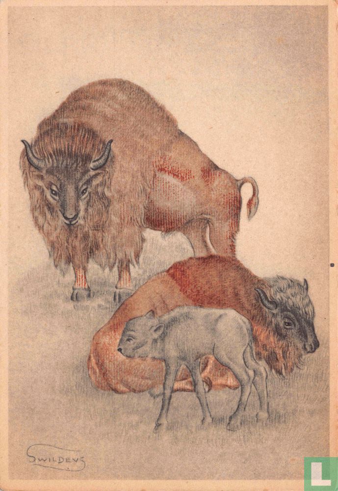 Twee buffels met jong