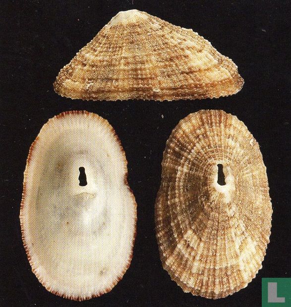 Diodora cayenensis