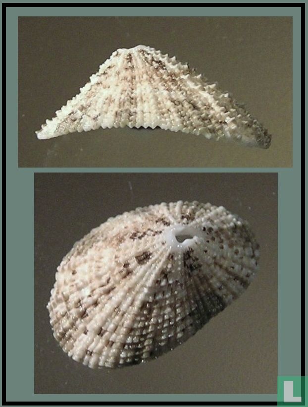 Diodora dysoni
